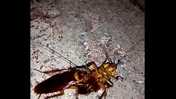Cockroach Videos Pornos