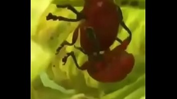 True anal bug